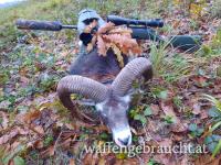Rothirsch, Damhirschjagd und Muffelwidderjagd in Ungarn in 2025
