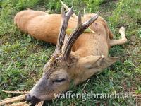 Rehbockjagd in Ungarn