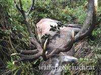 Hirschjagd in Ungarn