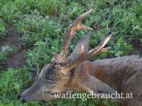 Rehbockjagd in Ungarn bei Theiß See