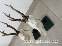 Trophäenständer