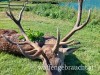 Rothirsch, Damhirschjagd und Muffelwidderjagd in Ungarn in 2025