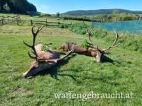 Rothirsch, Damhirschjagd und Muffelwidderjagd in Ungarn in 2025