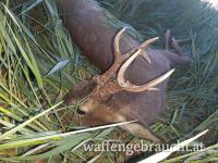 Rehbockjagd in Ostungarn