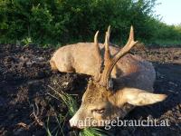 Rehbockjagd in Rumänien - begleitete Jagdreise