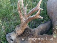 Rehbockjagd in Ostungarn und Westungarn in Brunft