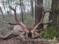 Rothirsch, Damhirschjagd und Muffelwidderjagd in Ungarn in 2025
