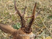 Rehbockjagd in Ostungarn und Westungarn in Brunft