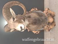 Mufflon Trophäe