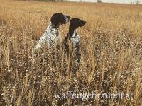 Training für Jagdhunde (Gehorsamkeit)