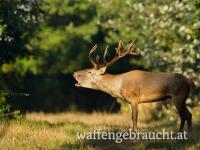 Hirschjagd 