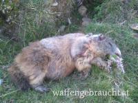 Murmeltierabschuss