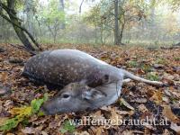 Ansitzjagd auf Schwarzwild und Kahlwild in Tschechien