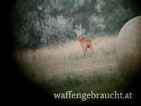 Starker Rehbockjagd in Ostungarn