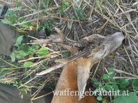 Rehbockjagd in Ostungarn in Brunft