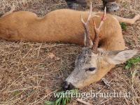 Rehbock Jagd Ungarn