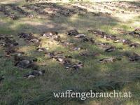 Wer hat Interesse an Entenjagd in CZ, Samstag, 6.September