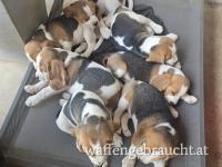 Beagle Welpen