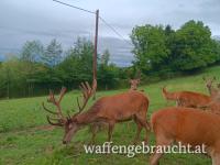 Rothirsch