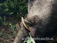 Keilerjagd im Nordburgenland - ohne Nachtsicht - ab sofort!