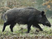 WILDSCHWEINDRÜCKJAGD KROATIEN