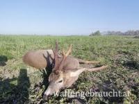 Bockjagd Ungarn 