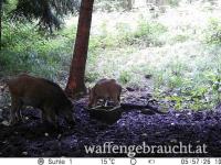 Urlaub mit Jagdmöglichkeit