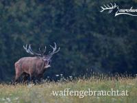 Rothirschjagd in Brunftzeit in Komitat Vas mit Rabatt