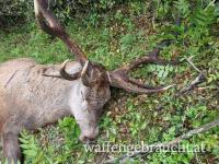 Rothirschjagd in Brunft an der Donau