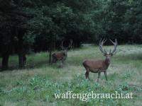 Hirsch der Klasse II - Nordburgenland