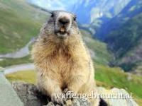 Murmeltierjagd