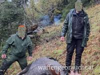 Elchjagd in Norwegen 2025