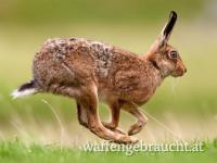 TOP-HASEN- UND FASANENTREIBJAGDEN IN UNGARN