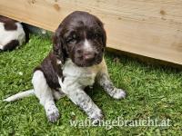 Kleine Münsterländer Welpen