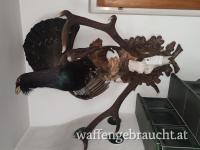 Trophäen und Deko (Bärte)
