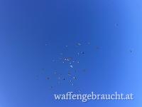 Taubejagd im raum Plattensse ab 15.8.2025