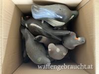 Taubenlockvögel