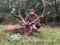 Rothirschjagd in Westungarn in Brunft mit Rabatt 