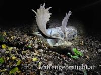 Damhirschjagd in Ungarn