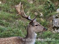 Damhirsch