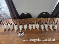 Rehbock Trophäen Auskochen / Bleichen