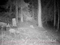 Vergeben Ausgehrecht 2026 / Reh und Schwarzwild Revier / Raum Krems Land
