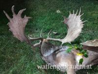 Kapitale Damhirschjagd in Ungarn ab 4,3 kg