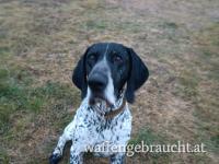 Hundetraining (Gehorsamkeit)