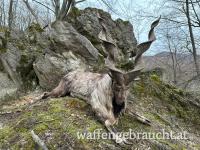 Vergeben Abschuss von Buchara Schraubenziege in einem Wildpark, nahe der Grenze zu Österreich.