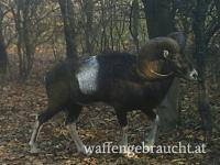 Jagd in Ungarn bis zu -40% auf Preisliste