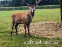 Rothirsch abschuss