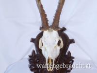 Nr. 7: Rehtrophäe auf handgeschnitztem Schild