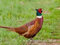 Fasanenjagd nördliches Burgenland, Bezirk Neusiedl am See