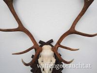 Berghirschgeweih auf handgeschnitztem Schild